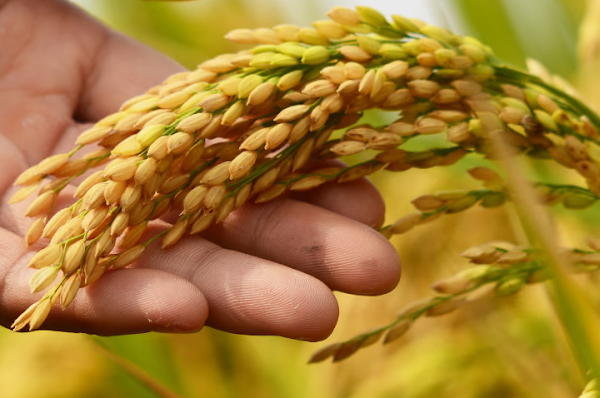 Crop Cultivation