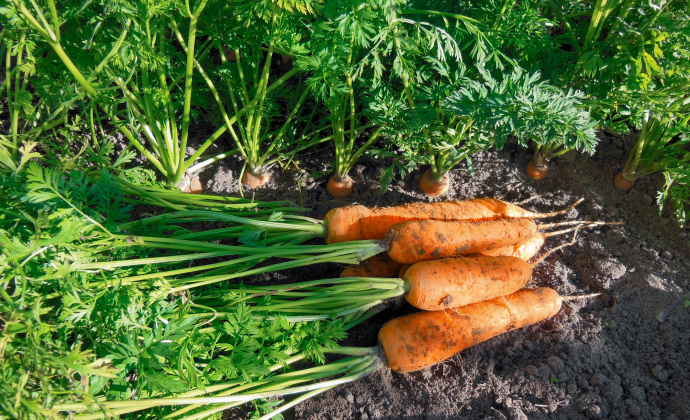 Carrot