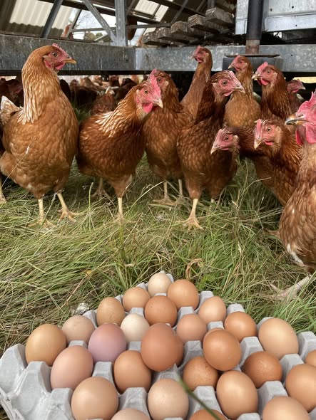 Fresh Eggs