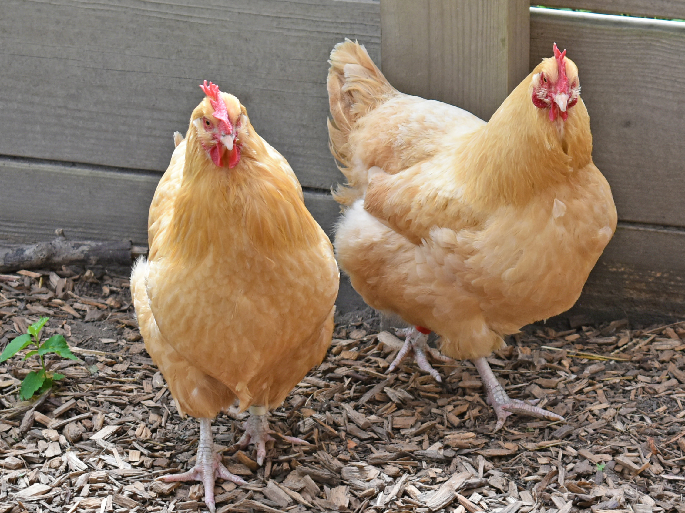 Chicken